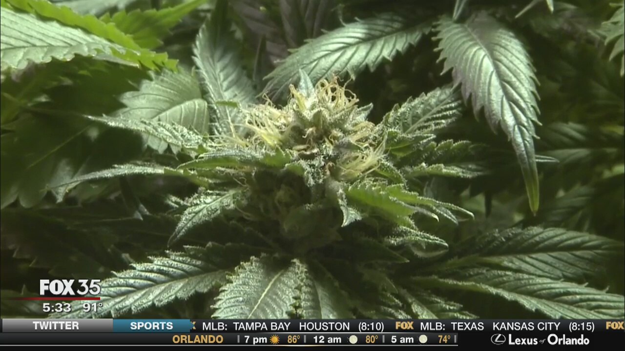 Medical marijuana on hold