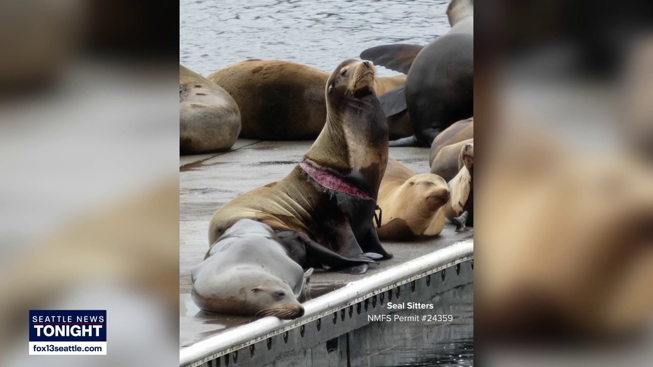 Sea lions rescued from entanglement at Ballard docks