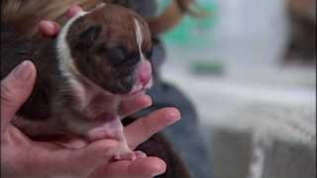 14 puppies born in one litter