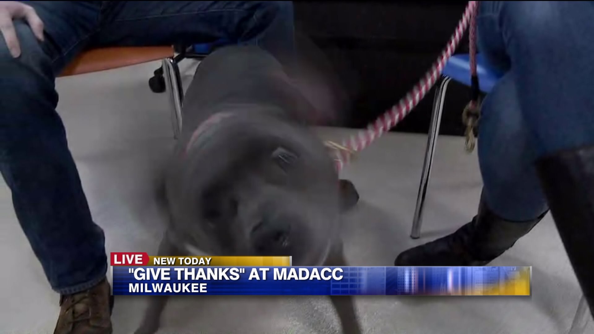 Give Thanks at MADACC