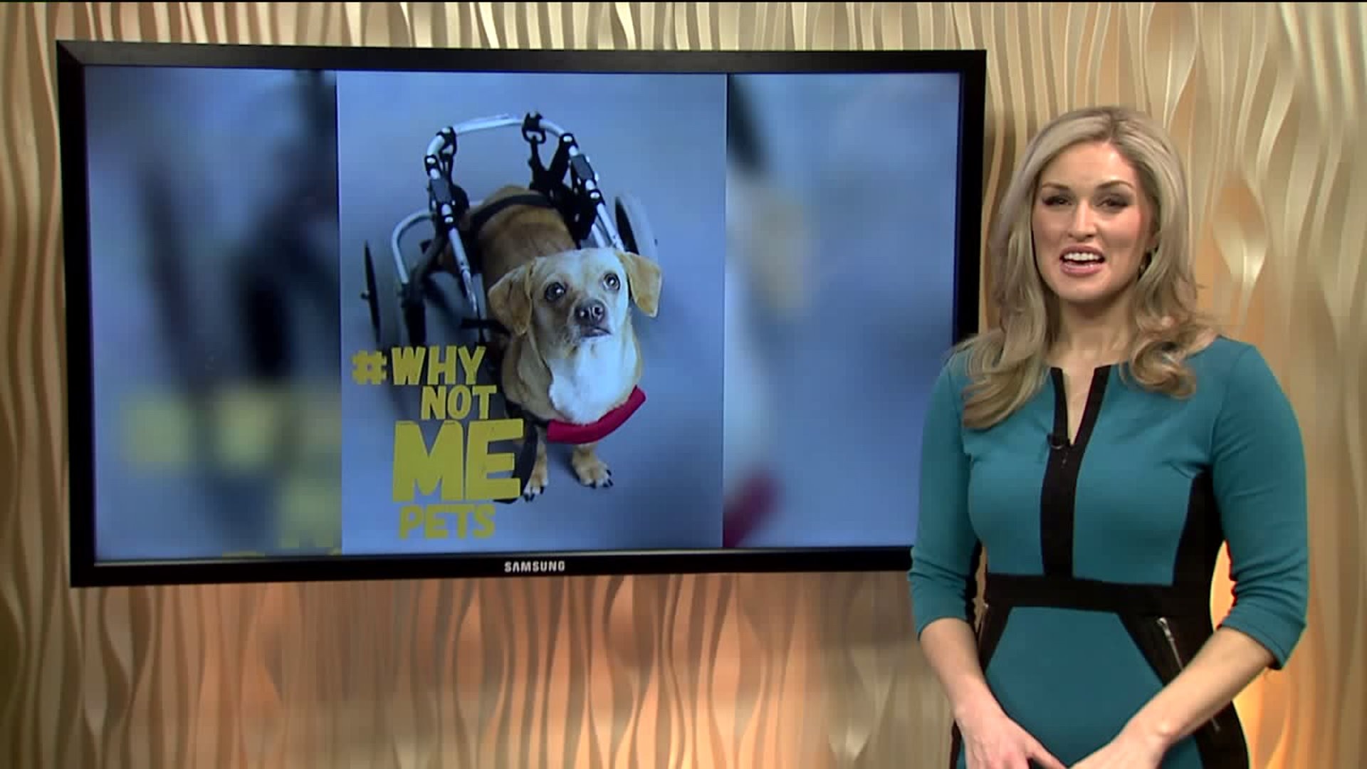 Chewey #WhyNotMePets