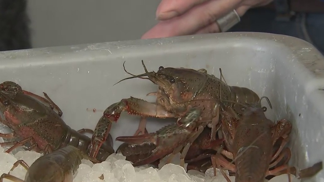 How the historic freeze will impact crawfish season