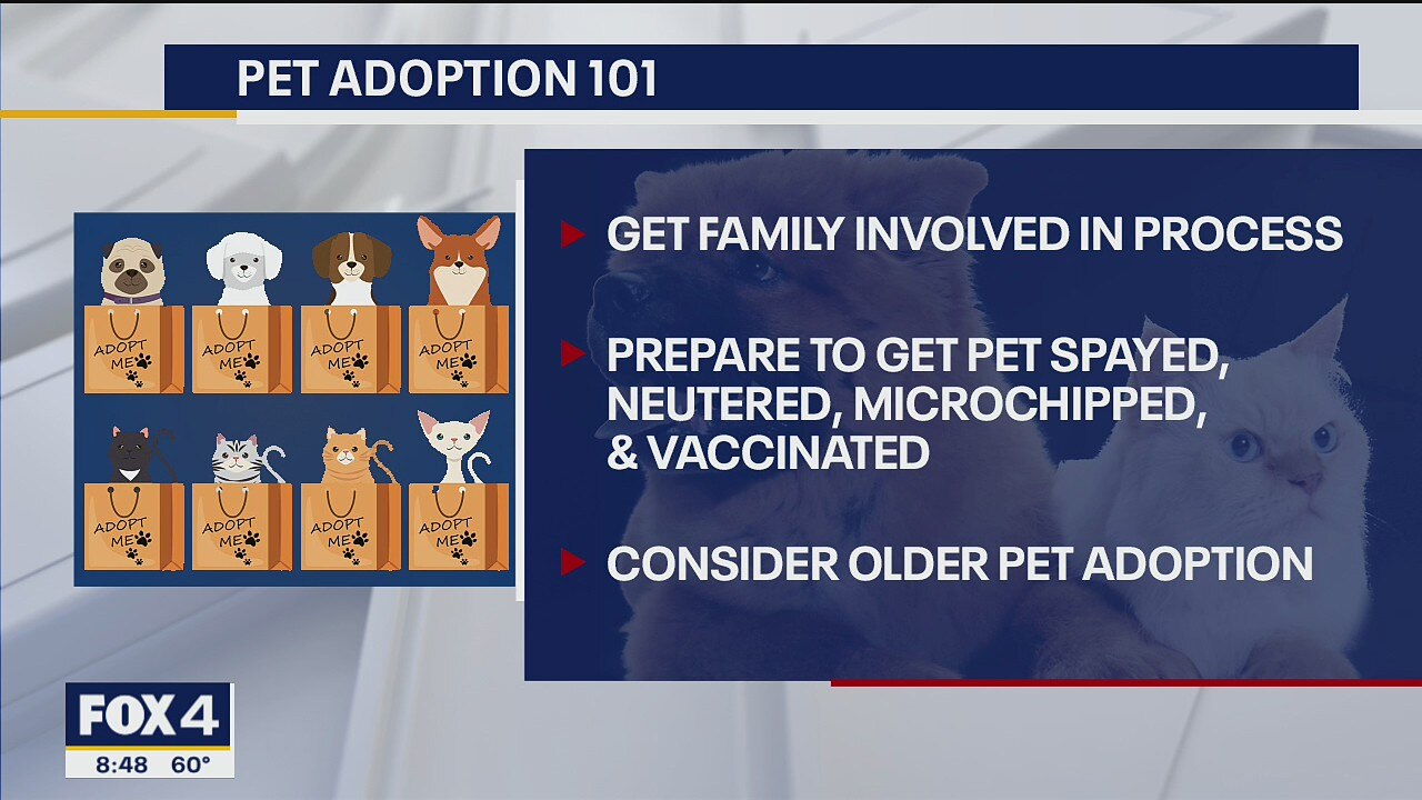 Pet Adoption Tips