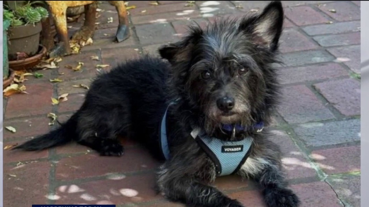 Dogs, cats, bunnies - even pigeons - up for adoption at "Bark Around the Block" event 