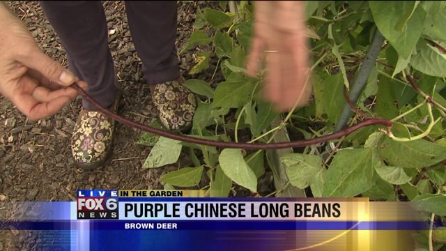 Learn about purple Chinese long beans
