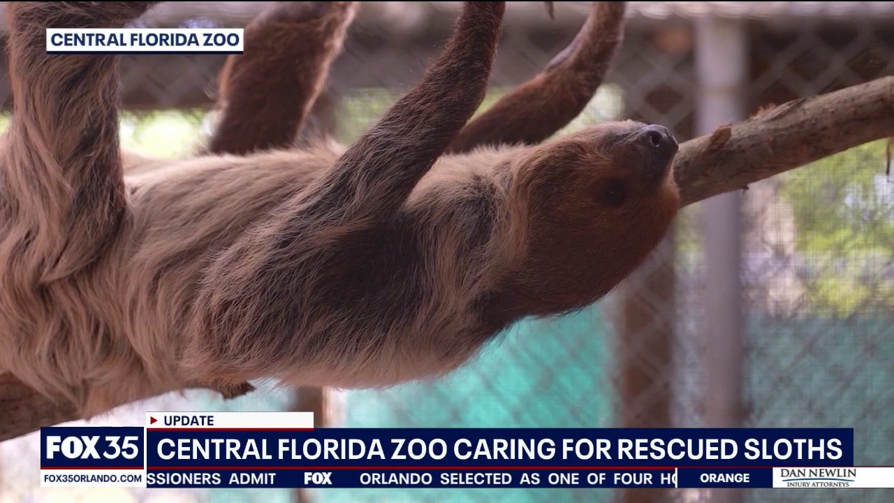 Central Florida Zoo veterinarian talks caring for rescued sloths
