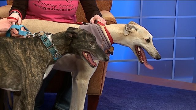 Find out why Greyhounds make good pets