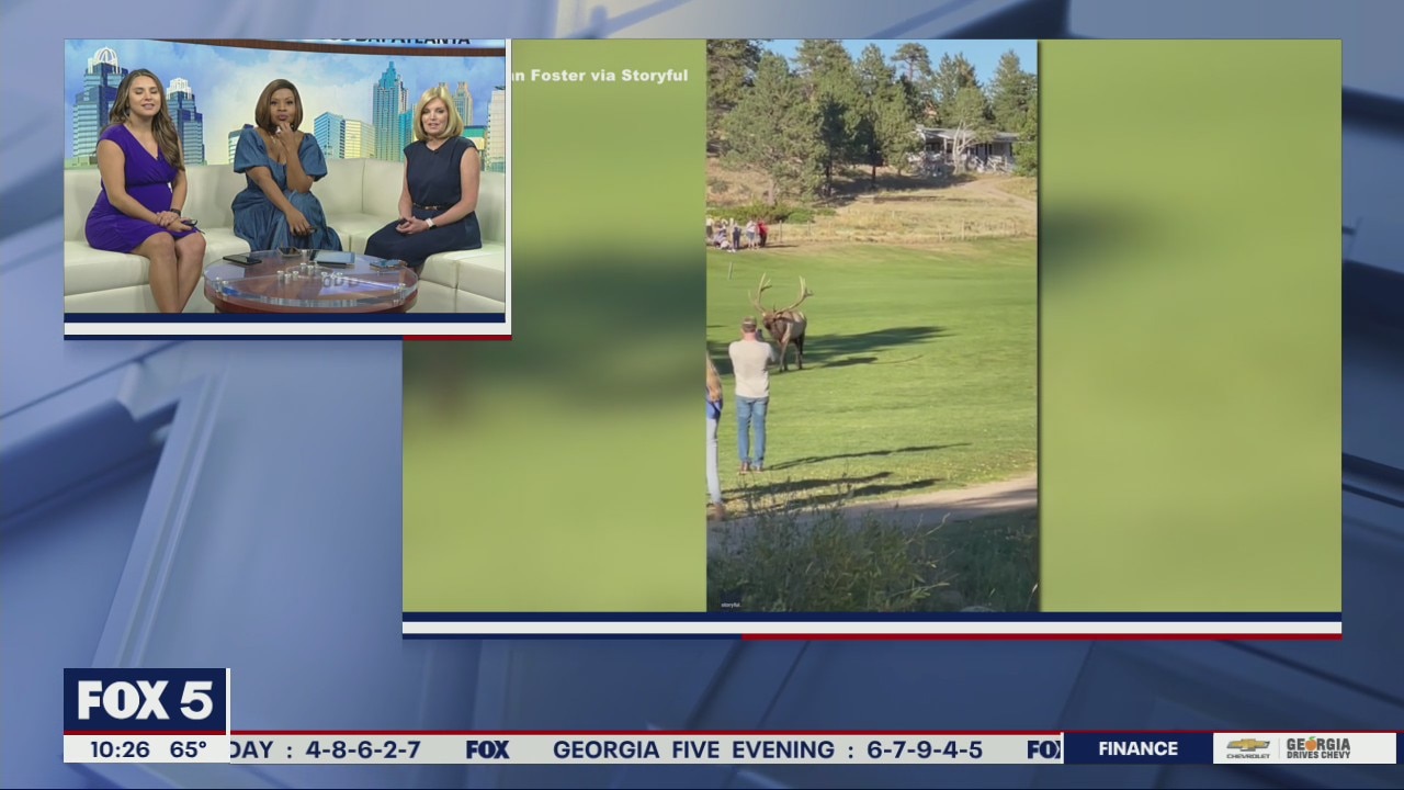 Elk charges tourist in Colorado park
