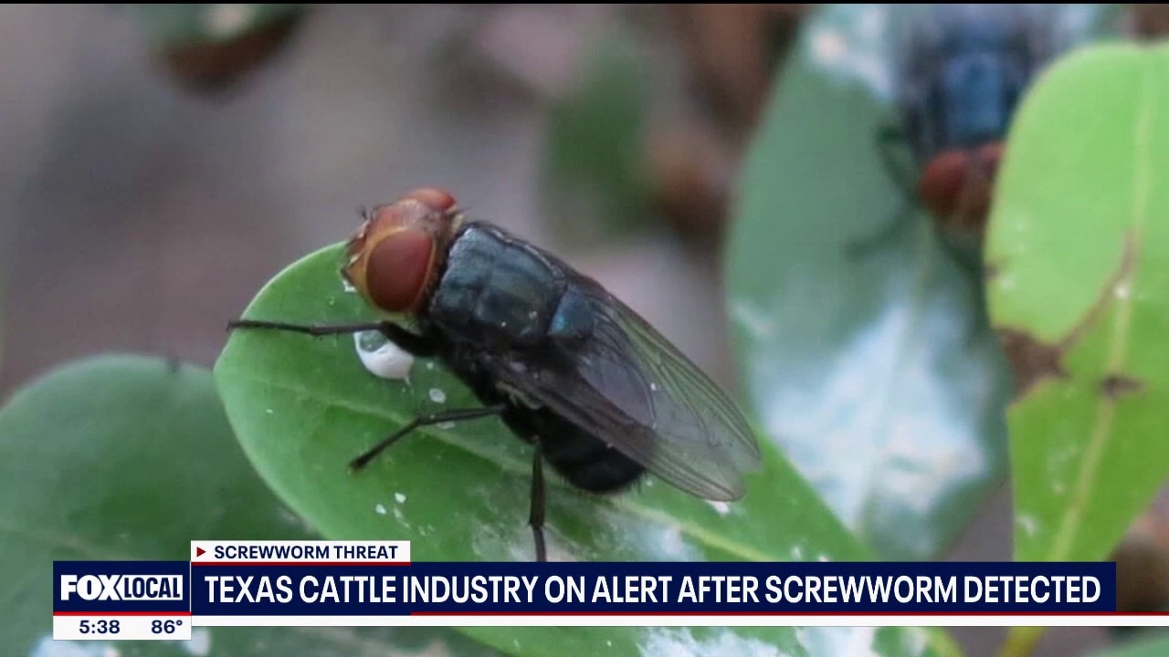 Texas cattle industry on edge after screwworm case