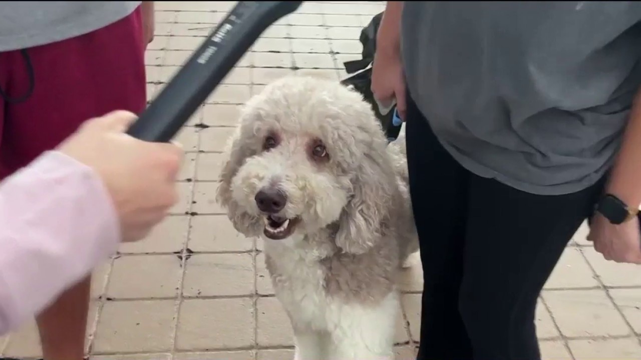 Phoenix dog owners celebrate cooler temperatures after heat wave