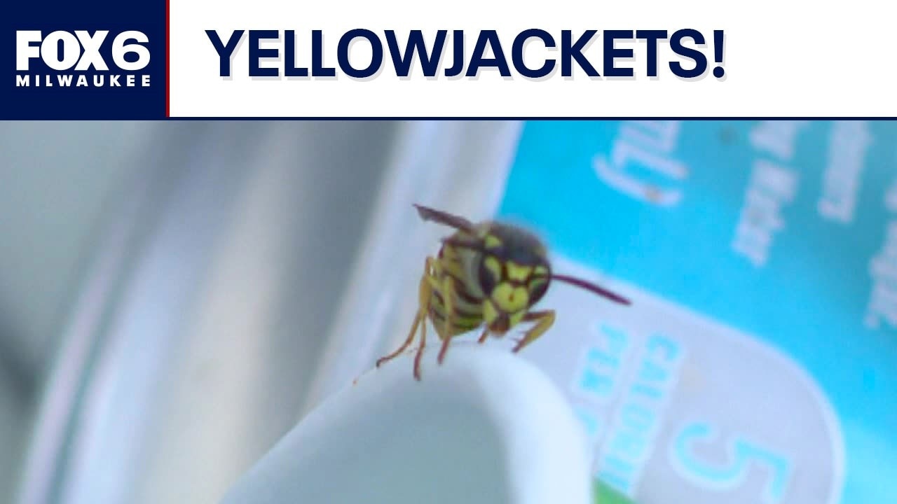 Yellowjackets problem in southeast Wisconsin