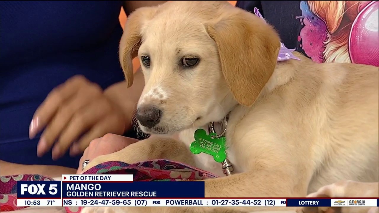Meet Mango: Pet of the Day