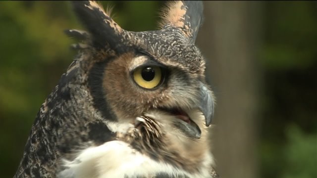 Chip checks out birds at the Schlitz Audubon Center