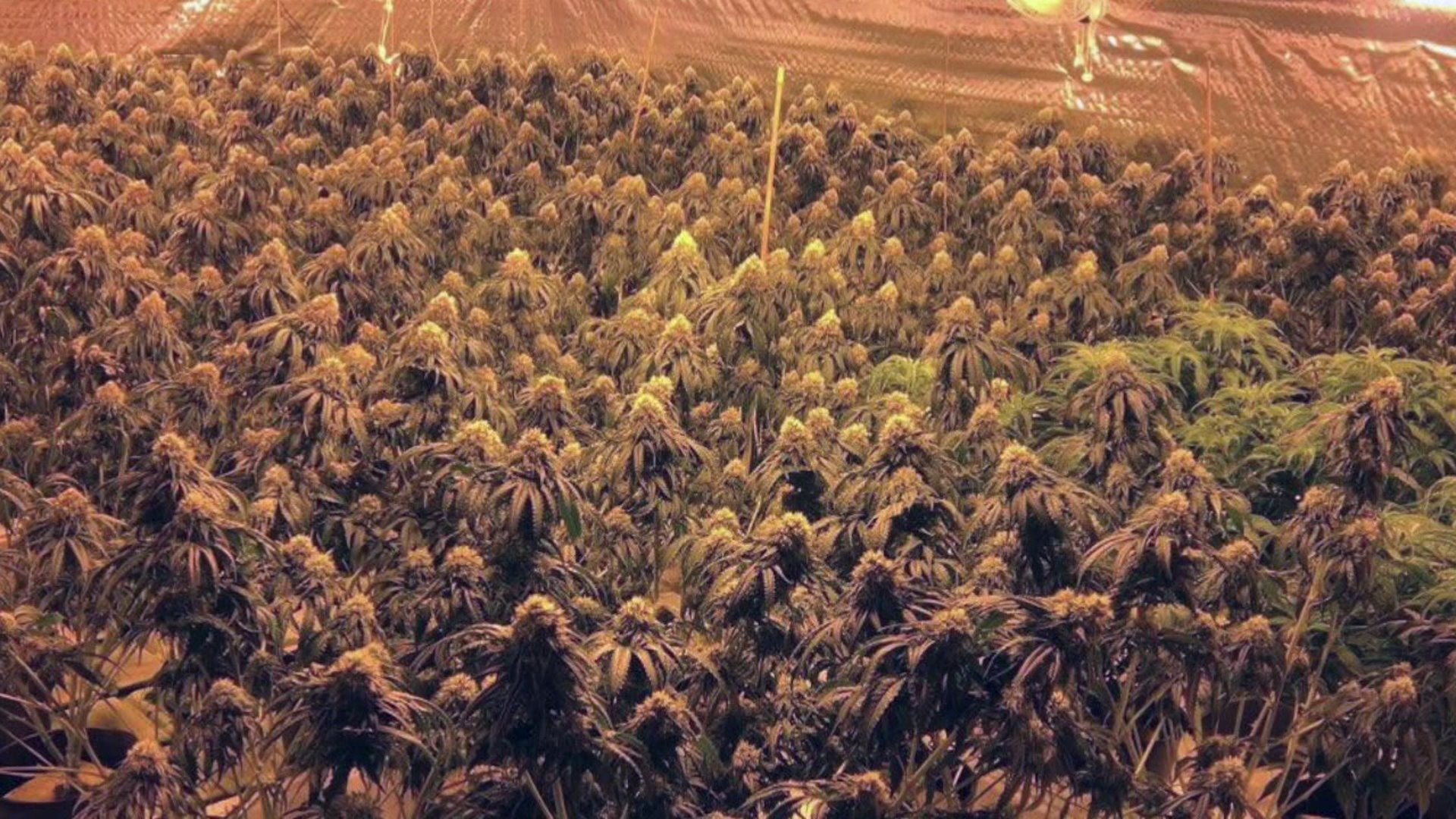 Illegal Pot Grows