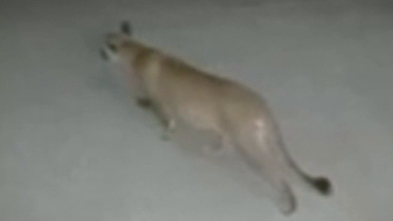 Mountain lion spotted outside Studio City home