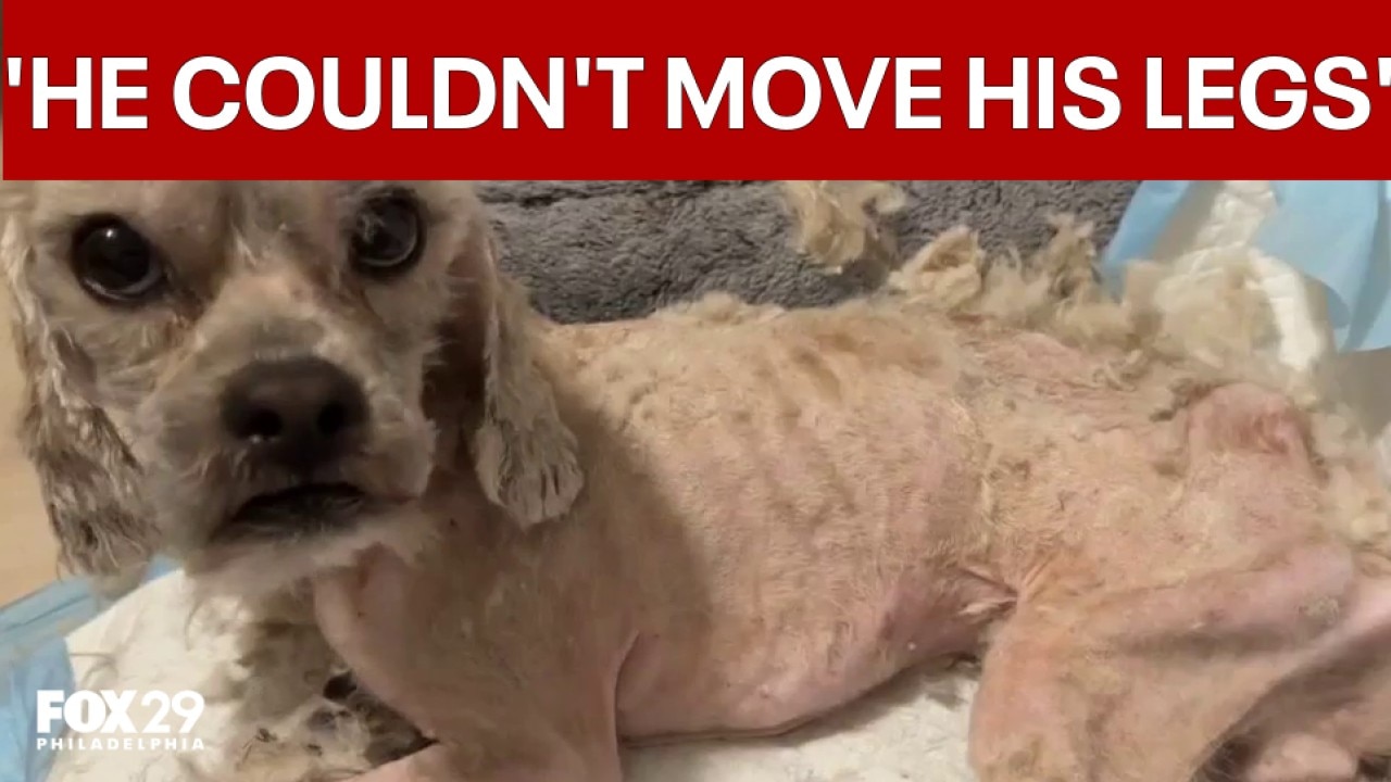 Dog rescued from Germantown trash bag now thriving