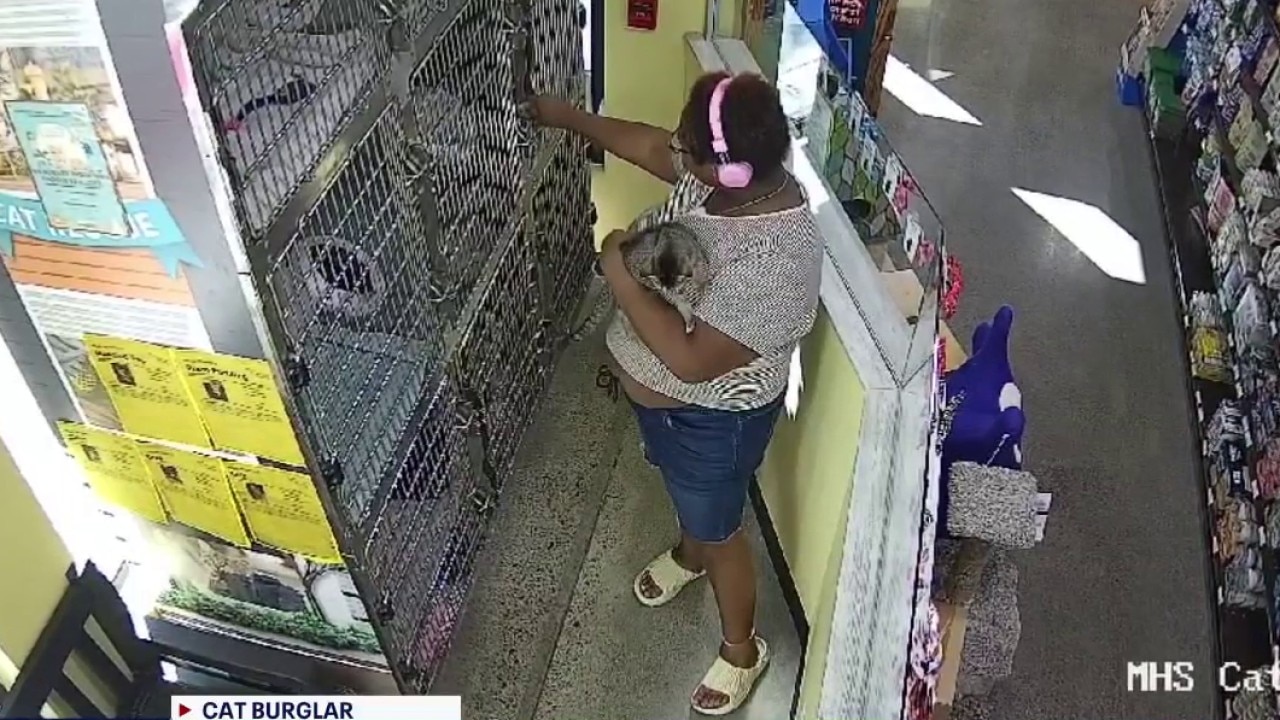 IN DETROIT... POLICE WANT TO CATCH A CAT-NAPPER. 	OR MAYBE... A CAT BURGLAR. 	THIS WOMAN IS ACCUSED OF WALKING INTO A PET SUPPLY STORE... PUTTING A CAT INTO A LUNCH-BOX... THEN TAKING OFF. 	THE STORE IS LOCATED ON WASHINGTON NEAR DOWNTOWN.