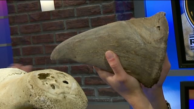 Support World Rhino Day and the rhinos of the Racine Zoo, but how?