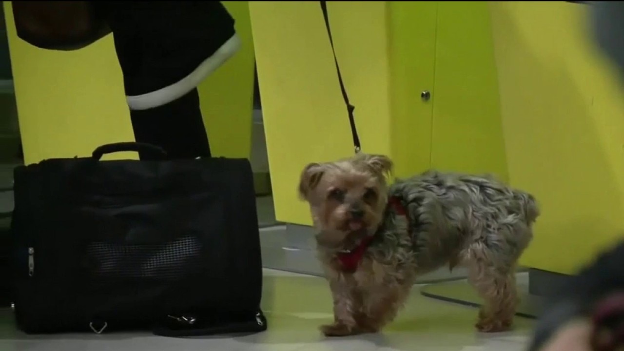 Summer travel pet safety