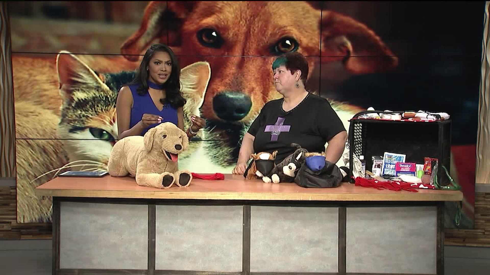 How to take care of an injured pet