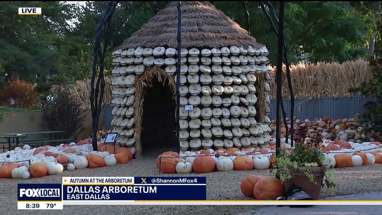 Pumpkins arrive to the Dallas Arboretum