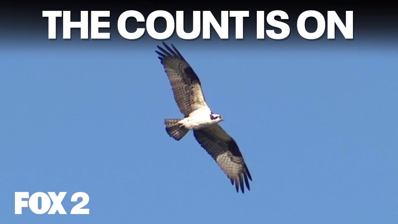 Detroit River Hawk Watch, an elusive fox, and Sugar Loaf returns | Brother Nature