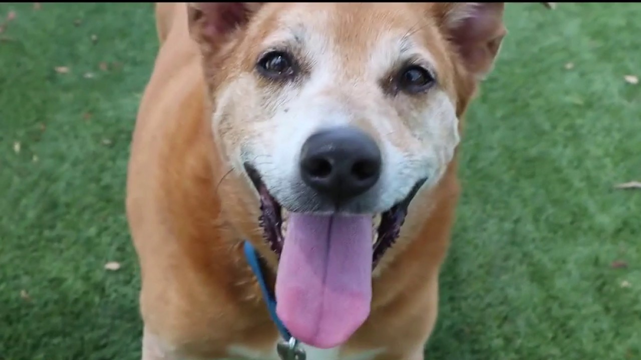 SPCA Pet of the Day: Meet Sony