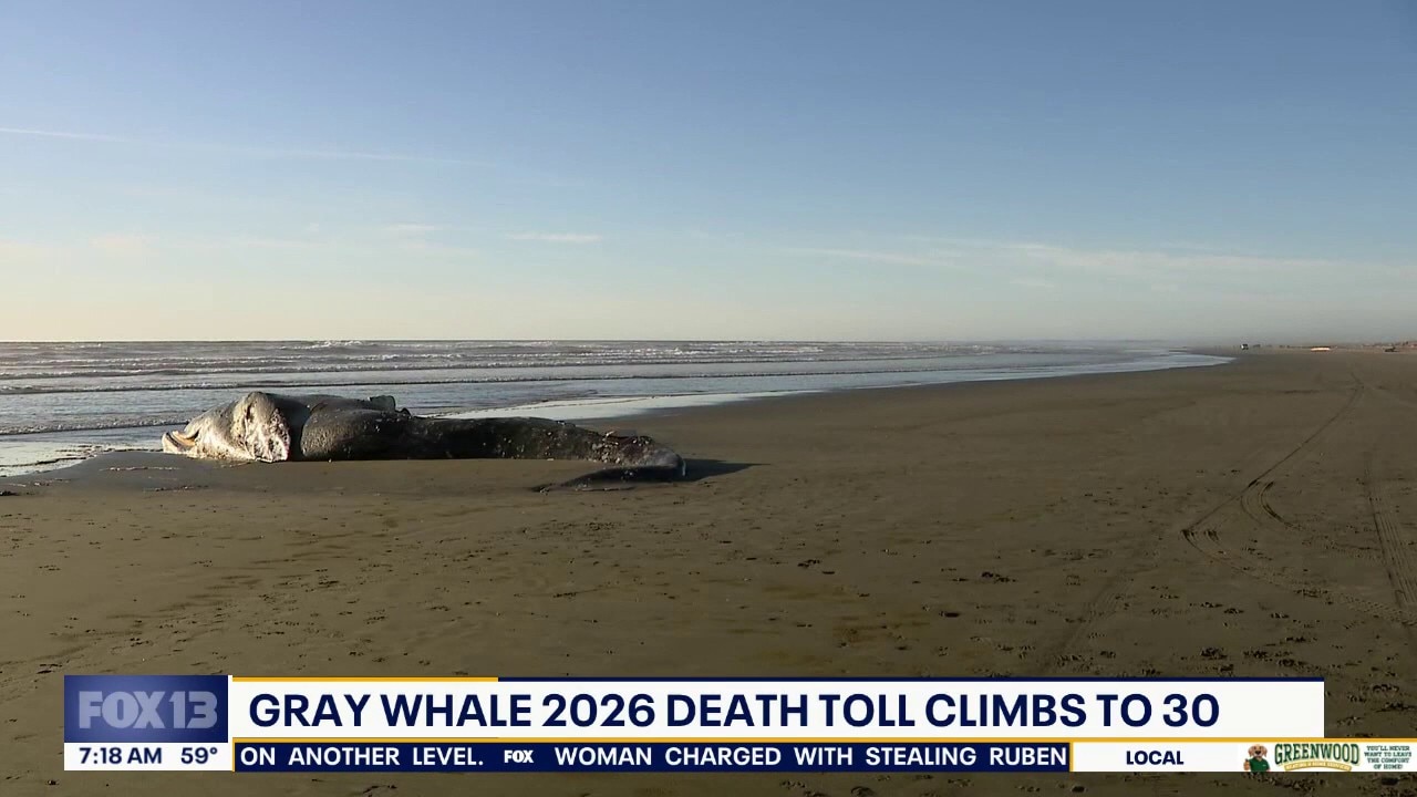 Washington's gray whale 2026 death toll continues to climb
