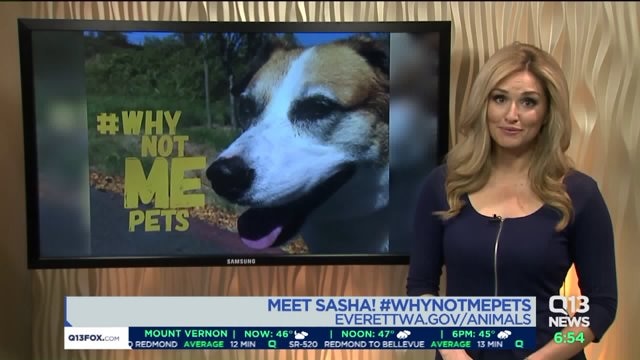 Meet Sasha! #WhyNotMePets