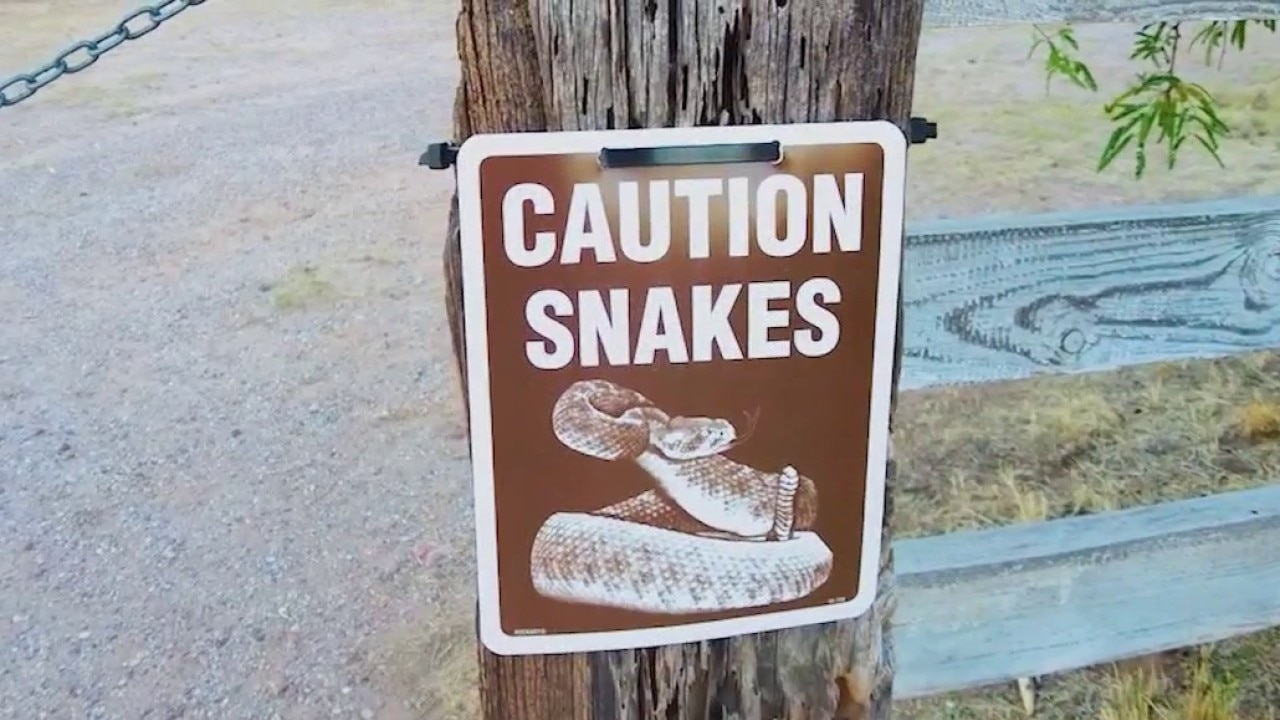 Southern California experiencing active rattlesnake season
