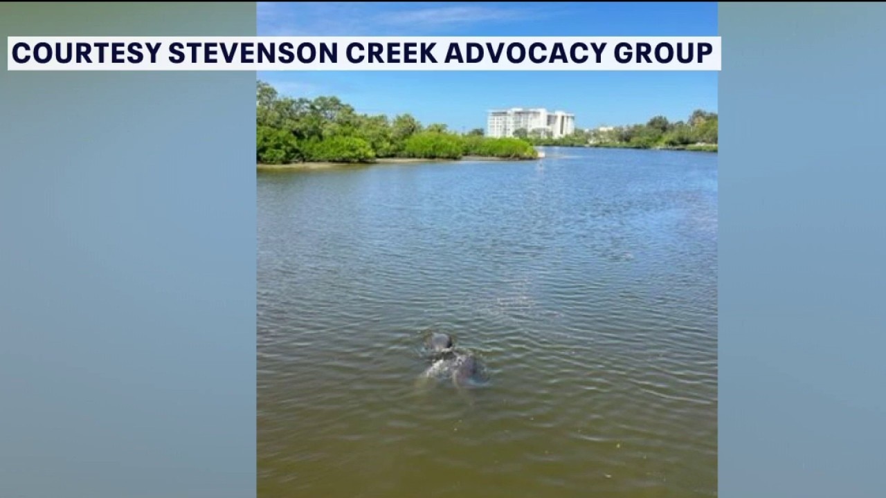 Stevenson Creek manatee protection zone advances