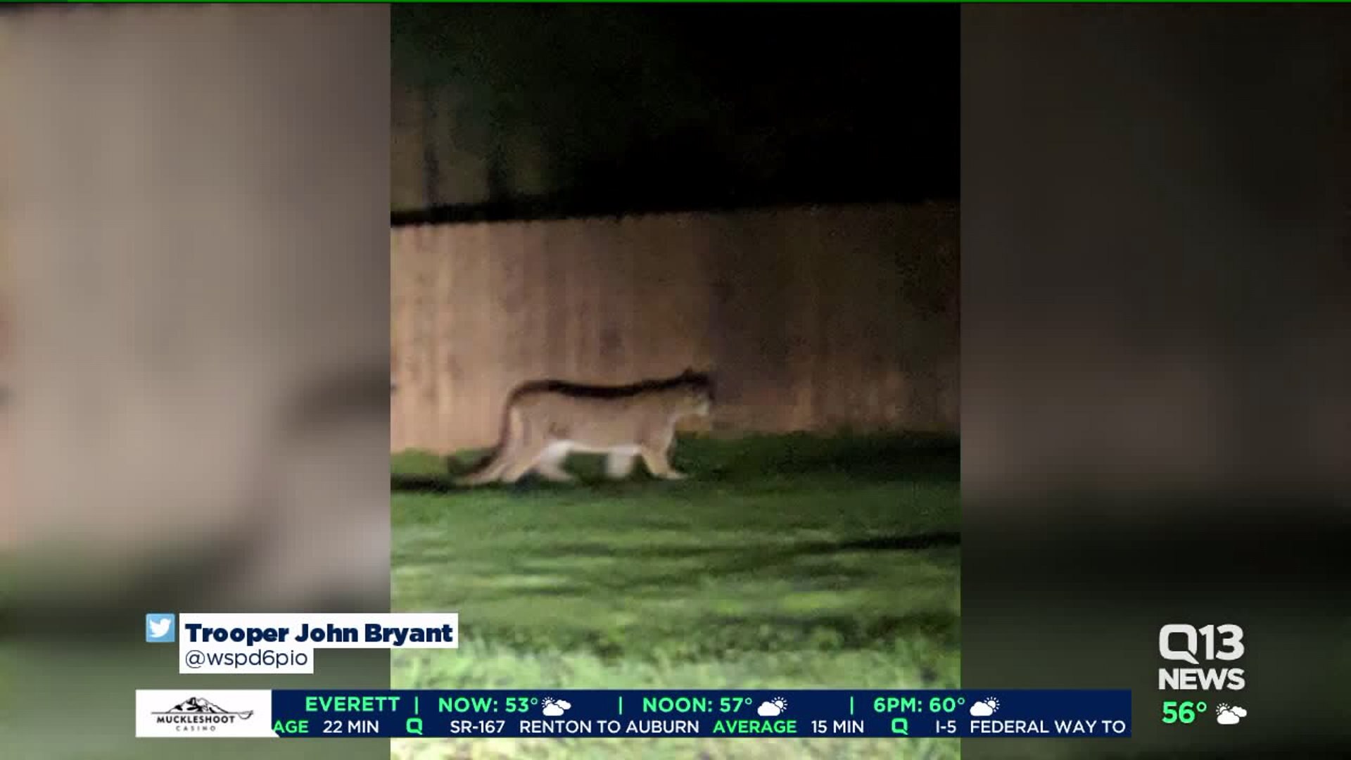 Child escapes serious injury after cougar attack in Leavenworth