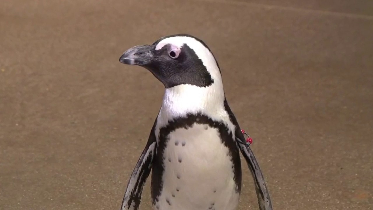 Penguin party at Odysea Aquarium
