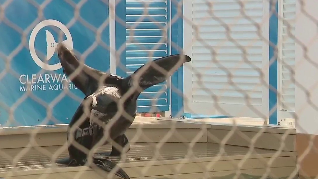 California sea lions arrive at CMA