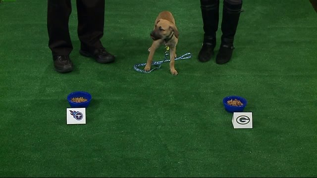 WHO WILL PETUNIA PICK? THE PACKERS OR TITANS?