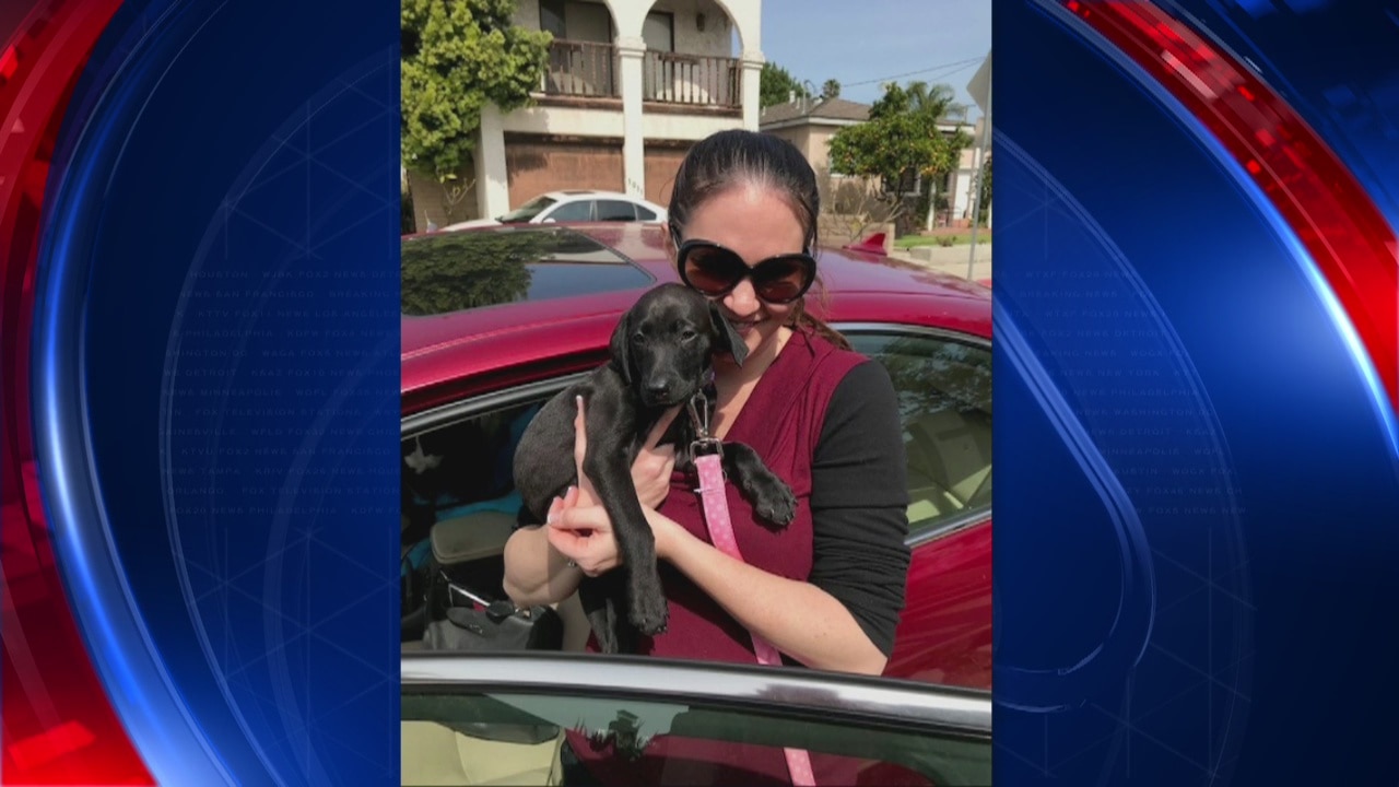 Puppies adopted after appearing on Good Day L.A.