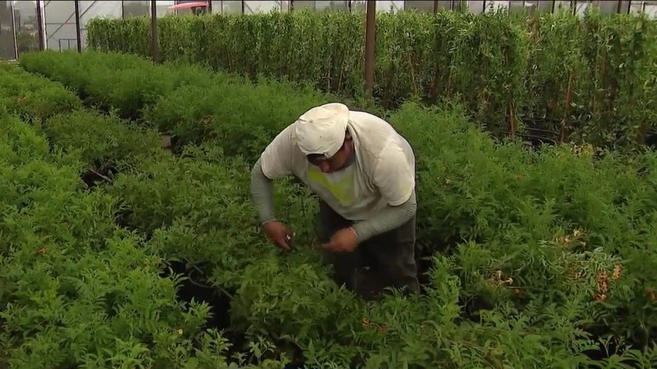 A look at wholesale growers in Arizona