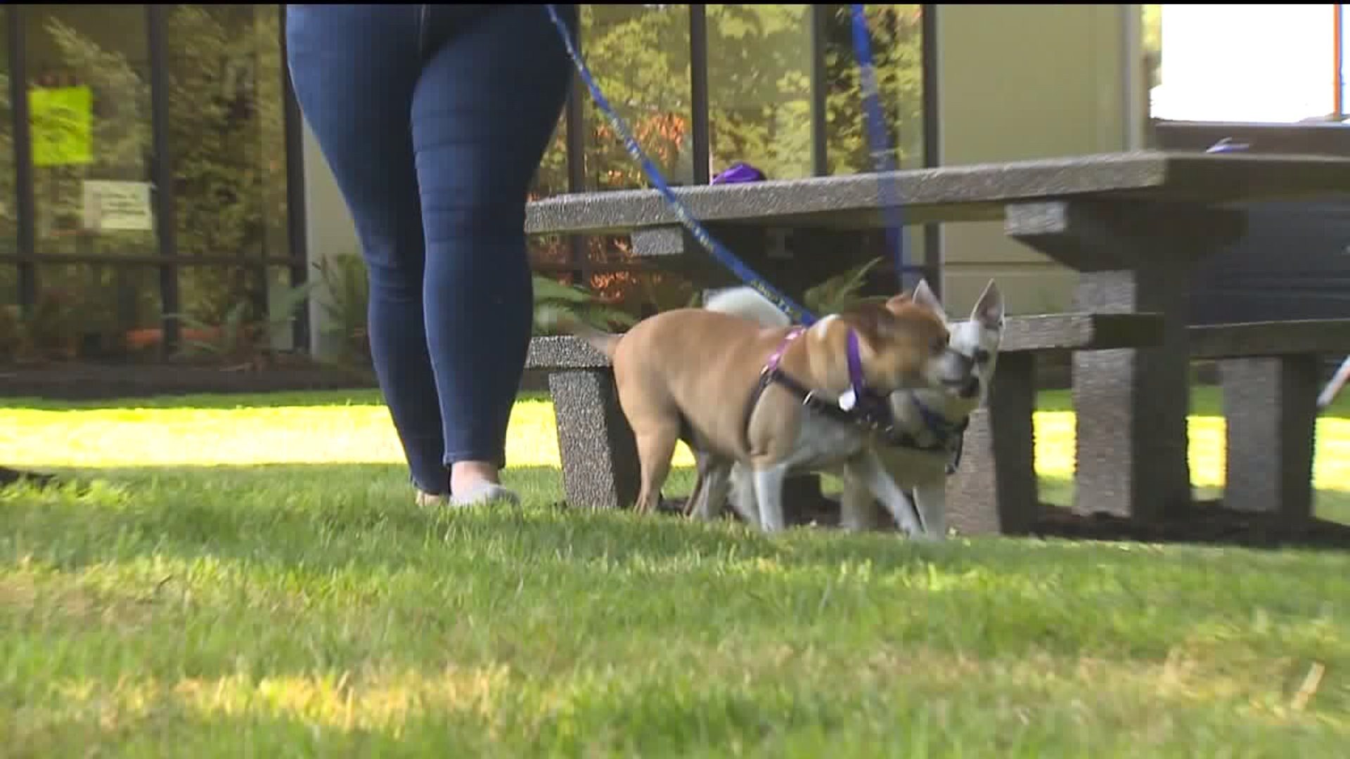 Goliath and Bruiser, WhynotmePets