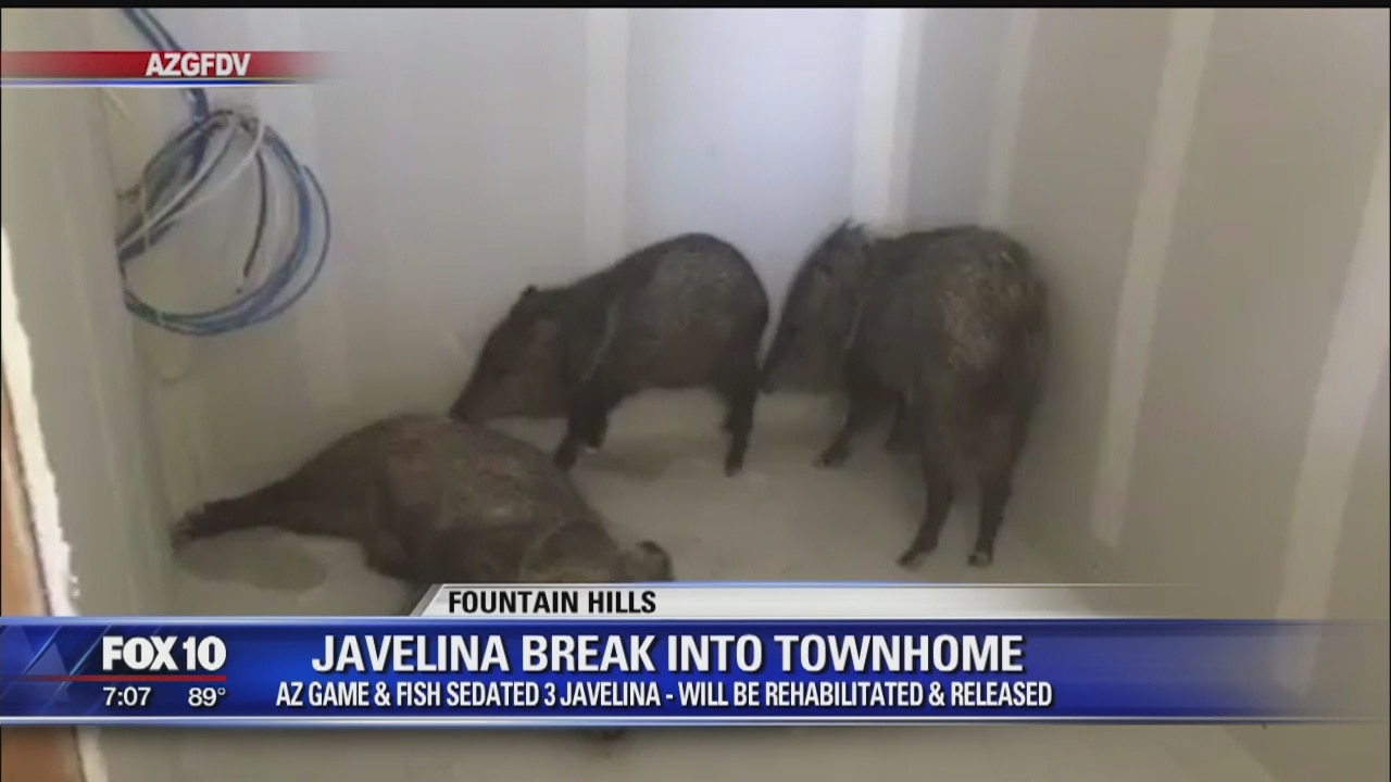 Trio of javelina found on 4th floor of Fountain Hills building