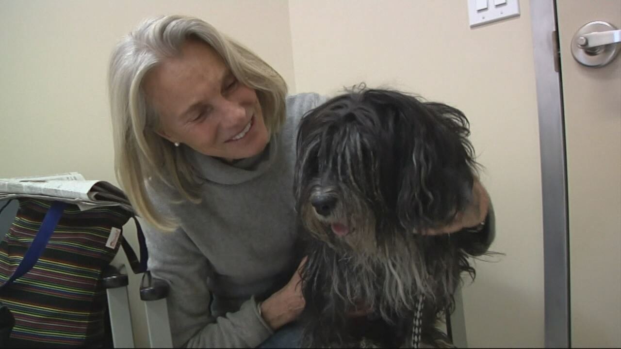 Cancer treatment for dogs