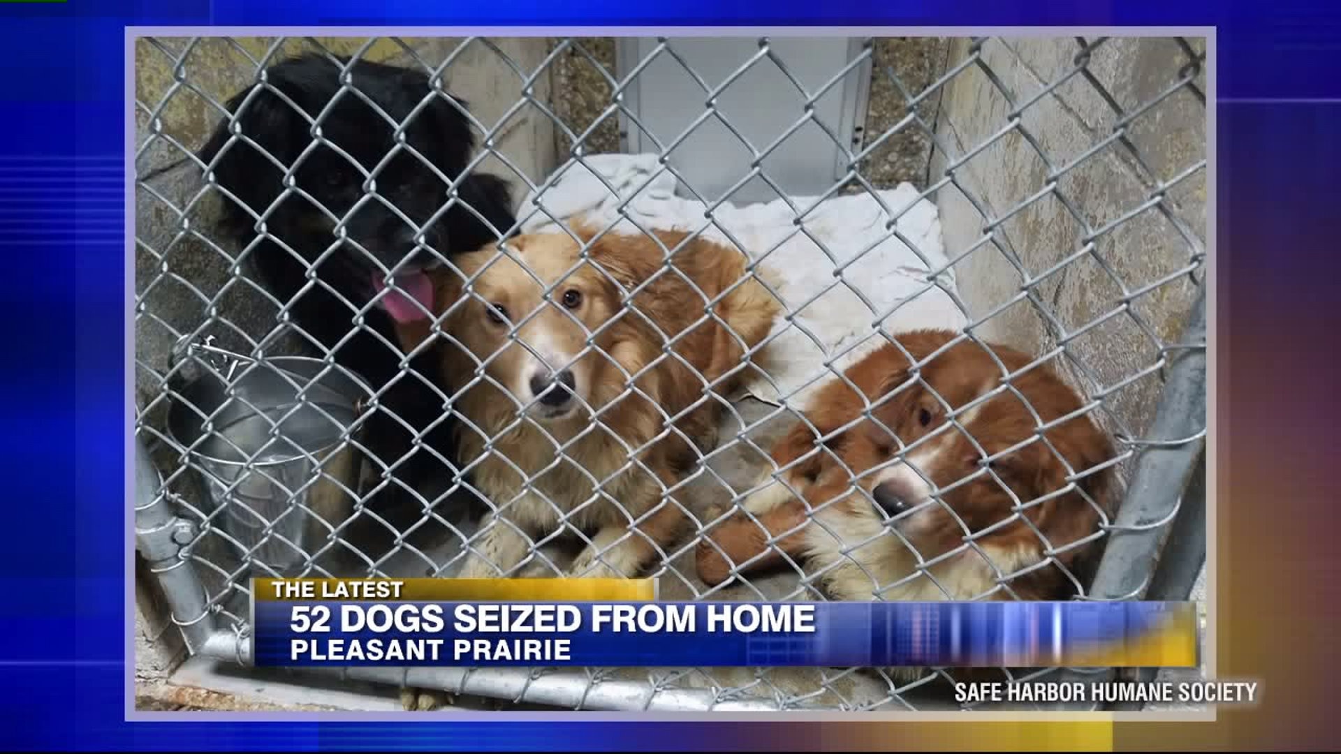 52 dogs seized from home