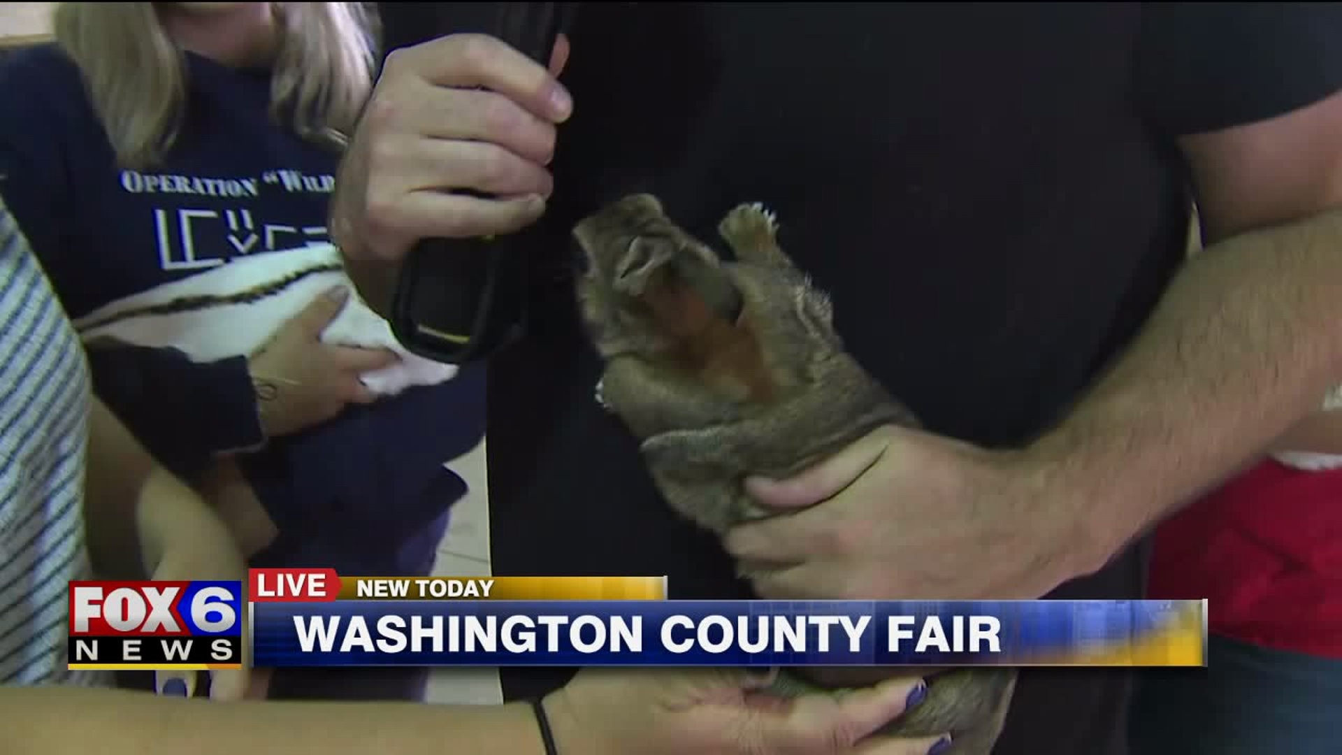 A look at the rabbits