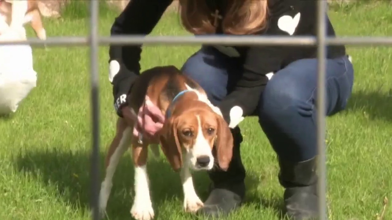 Ridglan Farms beagles released, about 500 left behind