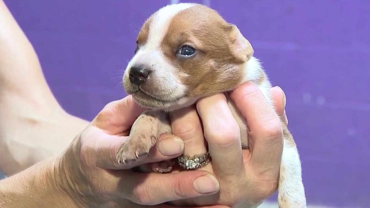 Desert Tails Shelter sees rise in dumped pets