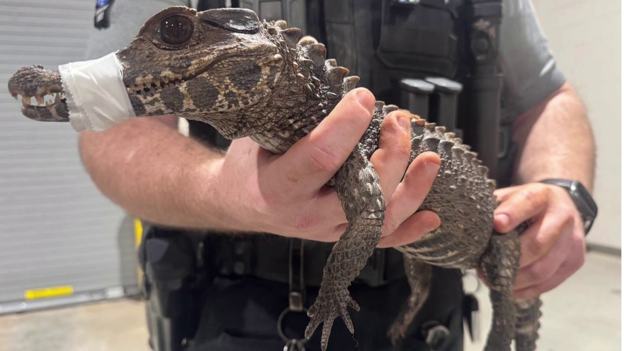Deputies in Oklahoma capture escaped caiman after months on the loose