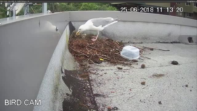 BIRD CAM: It's feeding time for the new chicks!