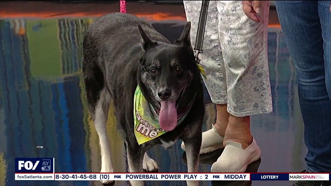 Pet of the day: Mochi