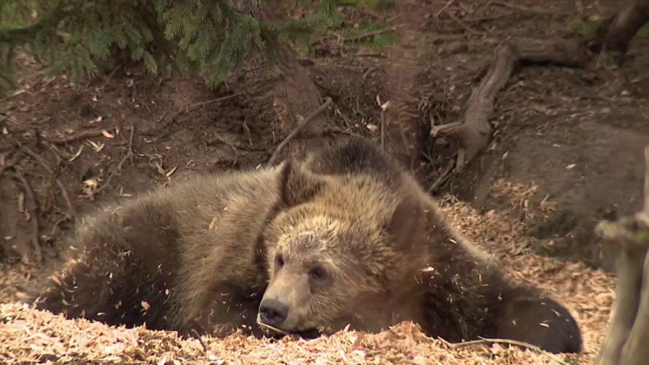 Debate over CA bill to study bringing back grizzly bears