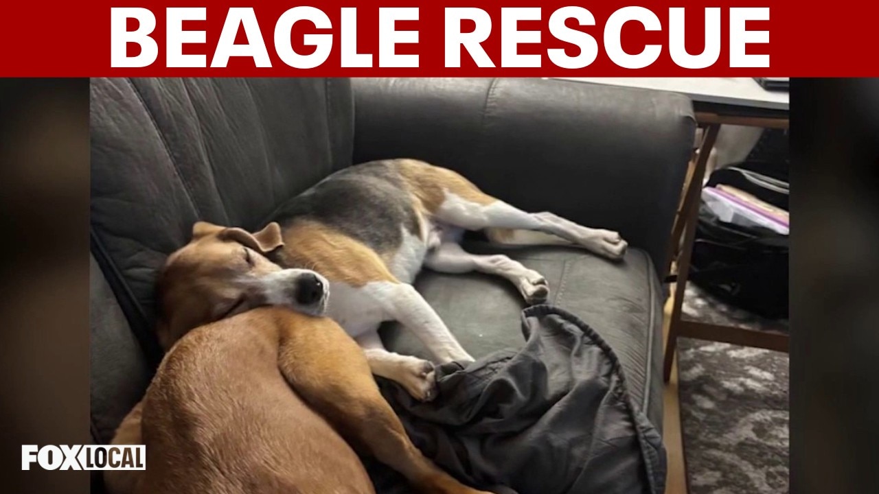 Rescued beagles from research lab look for new homes on Long Island