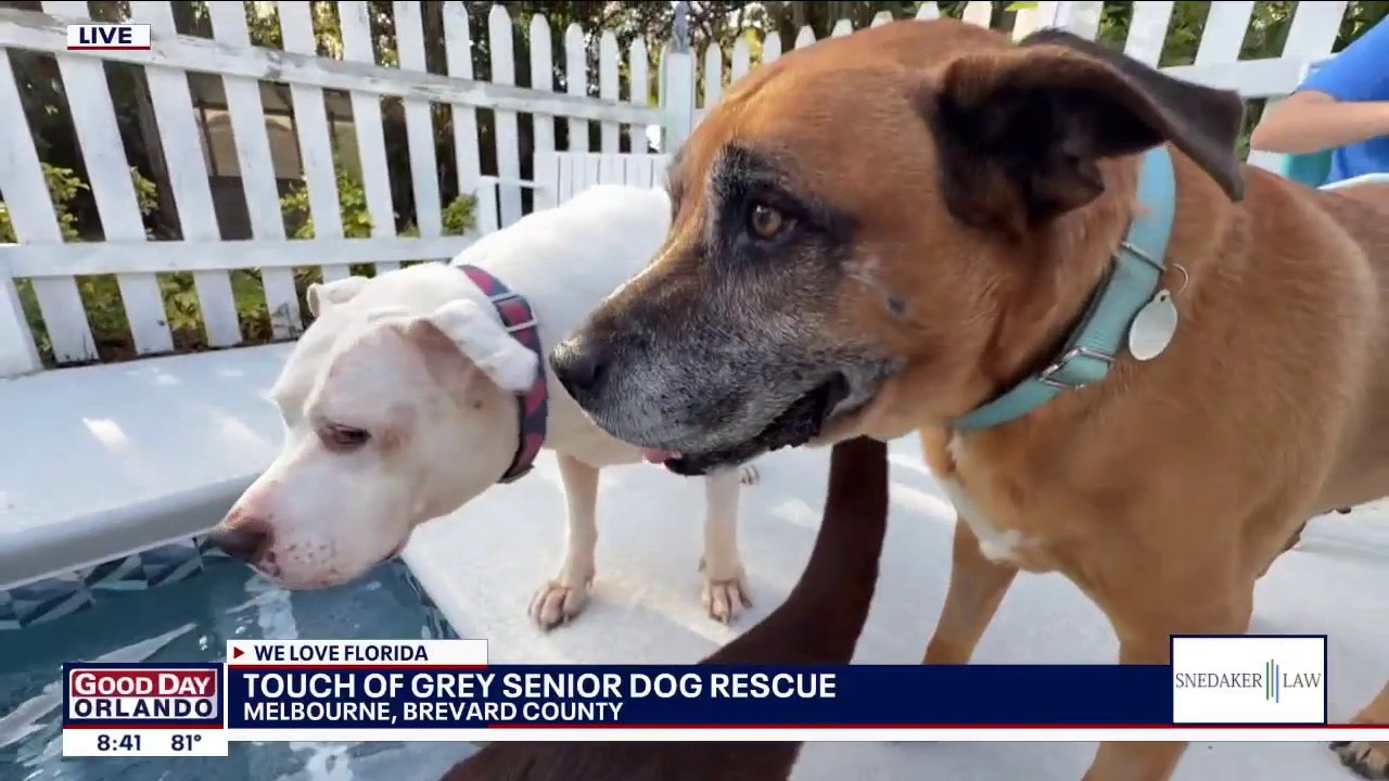 Touch of Grey Rescue helps senior and special needs dogs